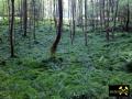 Lochborner Bergwerksteich bei Bieber im Nordspessart, Hessen, (D) (7) 31. Mai 2014 Zufluss.JPG